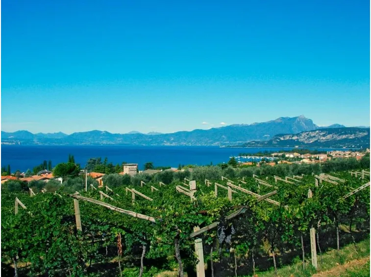 vigneti del garda