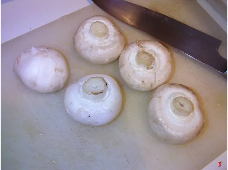 funghi
