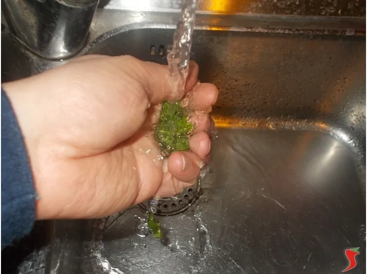 gamberi