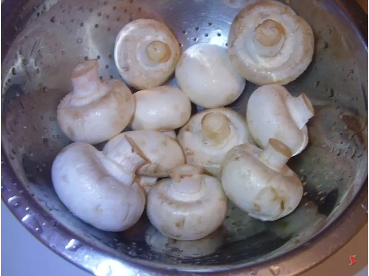 funghi