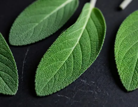 Salvia fresca
