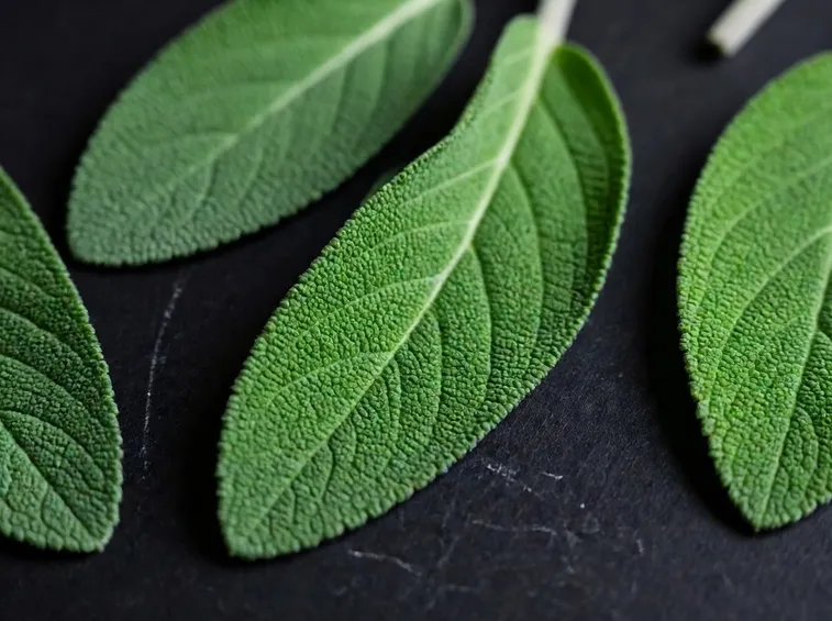 Salvia fresca