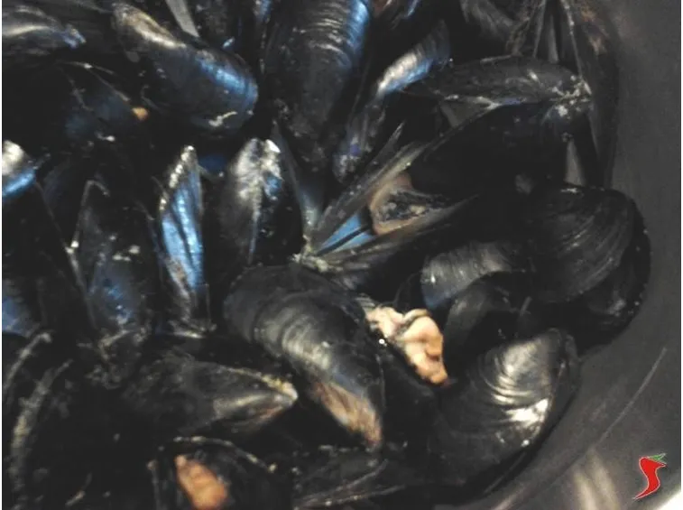 cozze