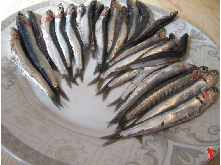 acciughe