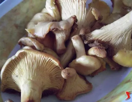 I funghi