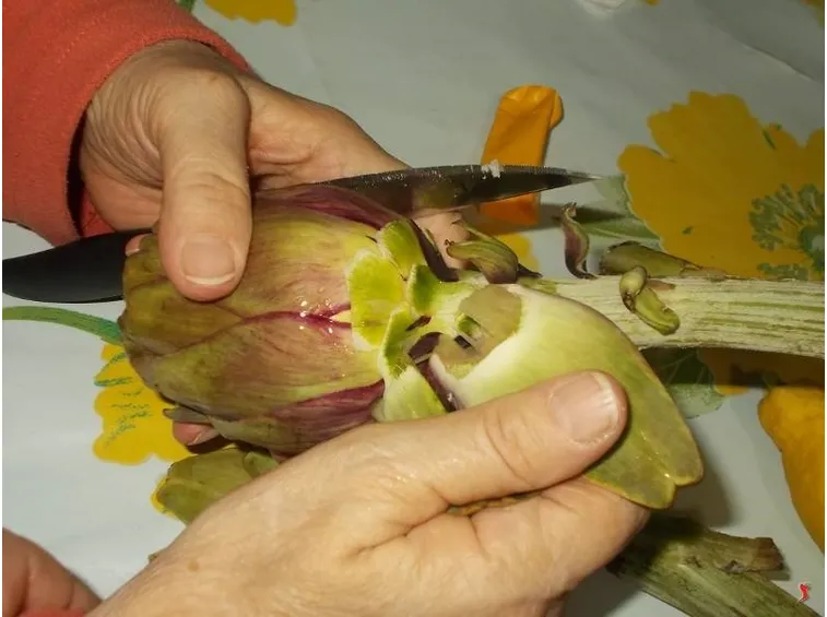 carciofi