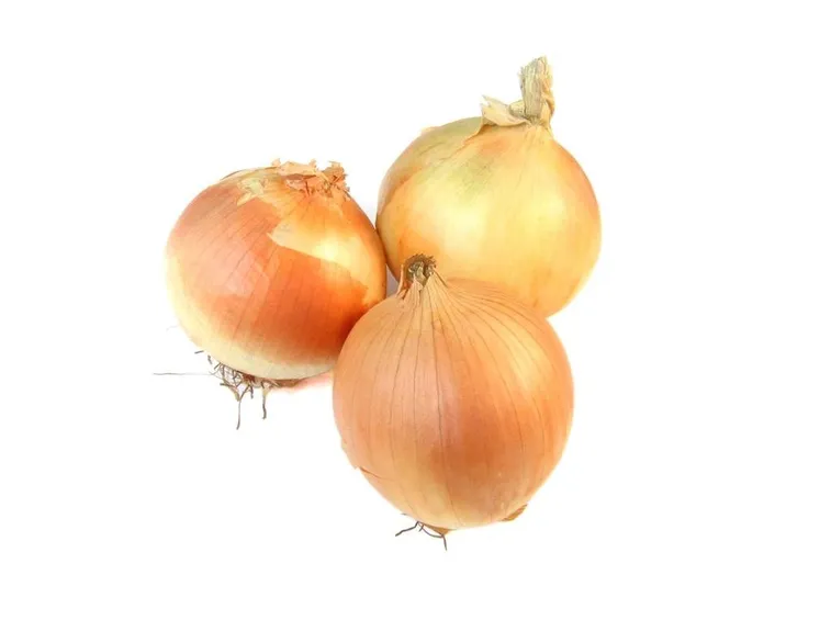 cipolle