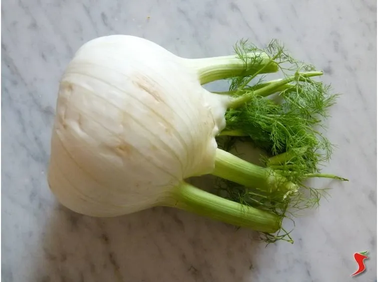 finocchio