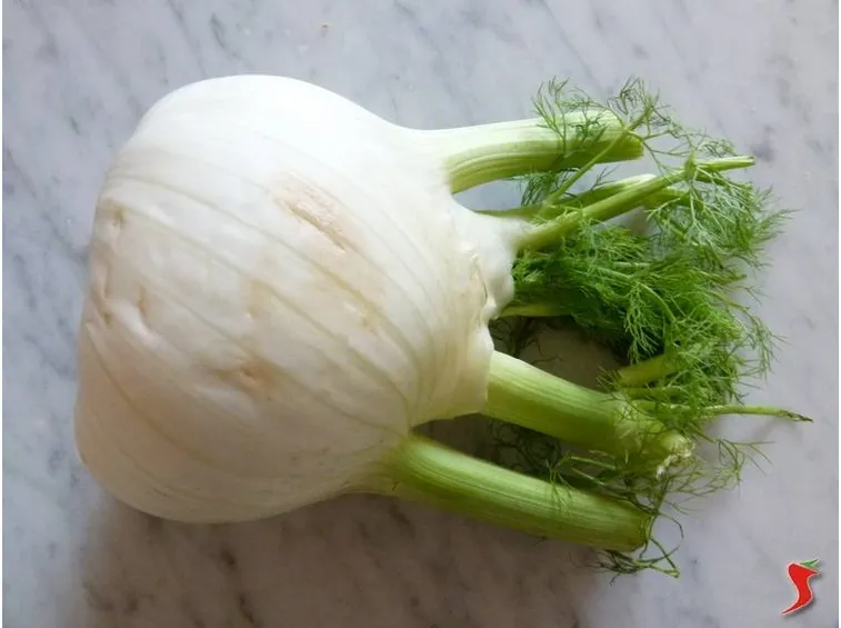 finocchio
