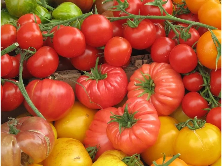 pomodori
